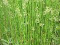 Needlegrass Rush / Juncus roemerianus 